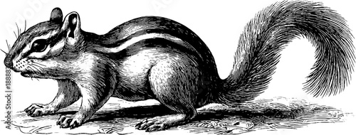 Vintage botanical study of woodland chipmunk in engraved style