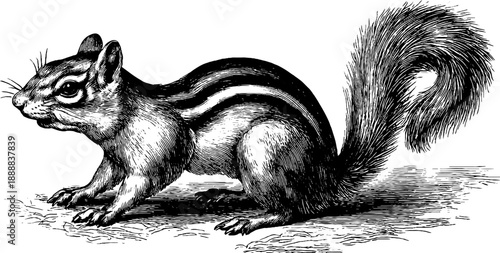 Vintage woodland chipmunk study botanical engraving for design