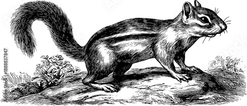 Chipmunk woodland animal study in vintage botanical engraving style for nature design
