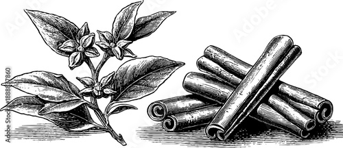 Vintage botanical engraving of cinnamon sticks and spice bundle for retro design and decor