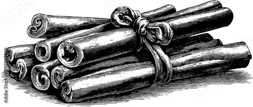 Vintage botanical engraving of cinnamon sticks bundle from the 19th century for design and decor
