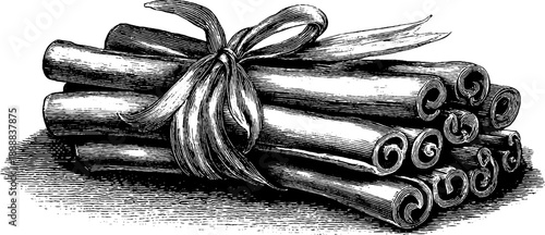 Vintage botanical engraving of cinnamon sticks bundle with ribbon - 19th century style