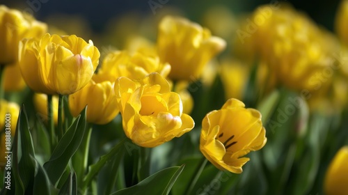 Vibrant Yellow Tulips Blooming Amidst Lush Green Foliage
