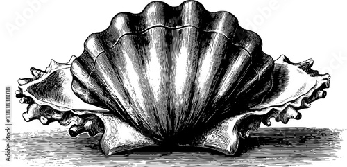 Vintage clam shell anatomical study engraving from 19th century botanical art