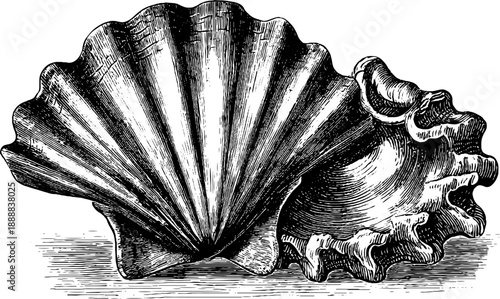 Vintage botanical clam shell engraving from 19th century anatomical study