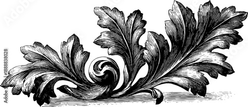 Classical acanthus leaf ornament: vintage botanical design for engraving and art projects