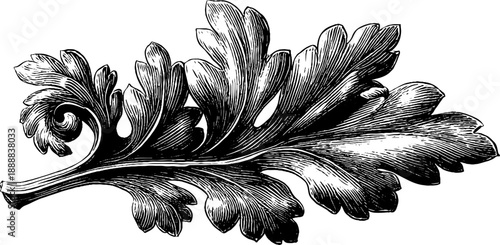 Classical acanthus leaf ornament - vintage botanical design for decoration and engraving projects