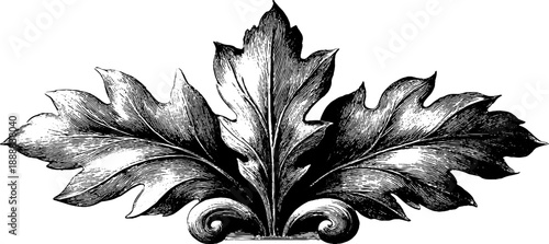 Classical acanthus leaf ornament in vintage botanical engraving for design projects
