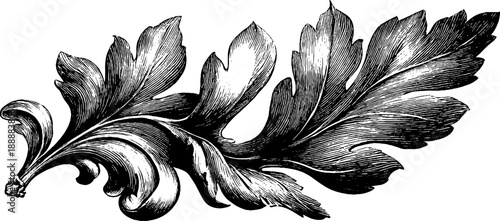 Classical acanthus leaf ornament - vintage botanical design for decor and crafts