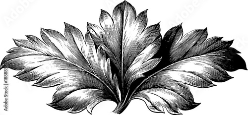 Classical acanthus leaf ornament engraving for vintage botanical design