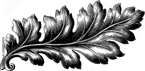 Classical acanthus leaf ornament - vintage botanical engraving for design and decoration