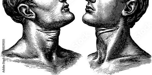 Classical bust jawline anatomy study - vintage botanical engraving for artistic design