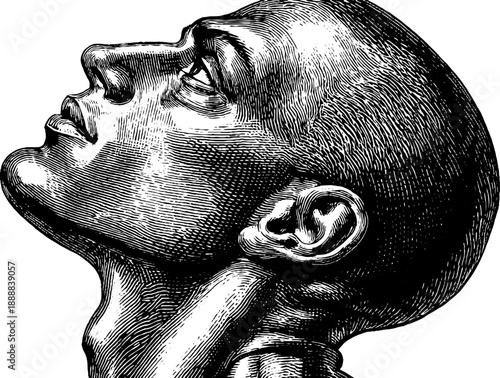 Vintage anatomical study of classical bust in engraving style for art and design