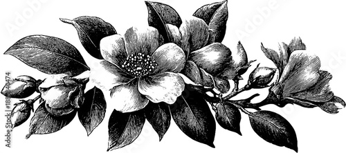 Classical decorative medallion with vintage botanical engraving design for art or prints