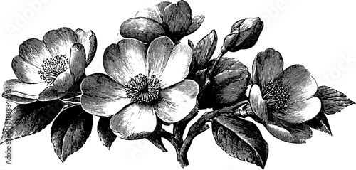 Classical decorative medallion with vintage botanical engraving - floral design for art and decor