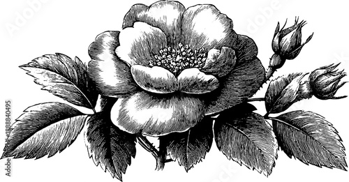 Classical decorative medallion featuring vintage botanical engraving for design use