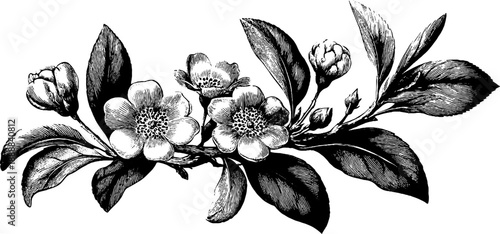 Vintage botanical decorative plate design with classical floral elements