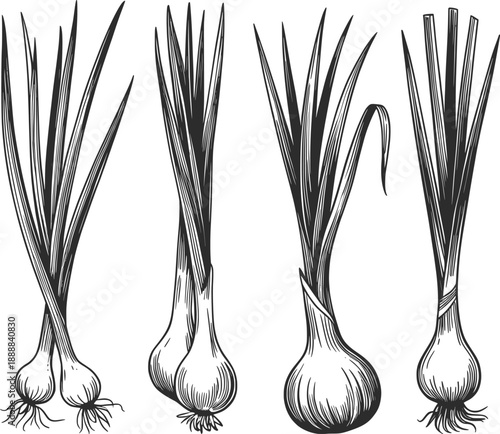 Onion Growth Stages Botanical Line Art Illustration.