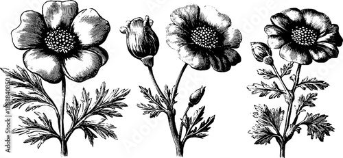 Vintage botanical illustration of classical decorative floral objects for design