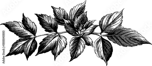 Vintage botanical decorative plate design featuring classical leaf sketch