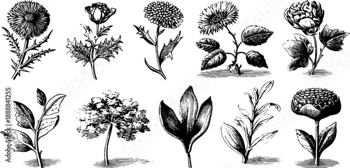 Vintage botanical engraving collection of classical floral ornaments for decorative design