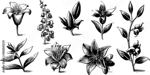 Vintage botanical ornament collection for decoration and design projects