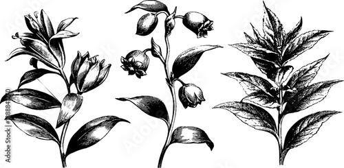 Vintage botanical engraving collection: classical floral ornament design for print and decoration