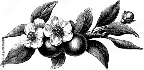 Vintage botanical engraving of classical decorative plate pattern for design use