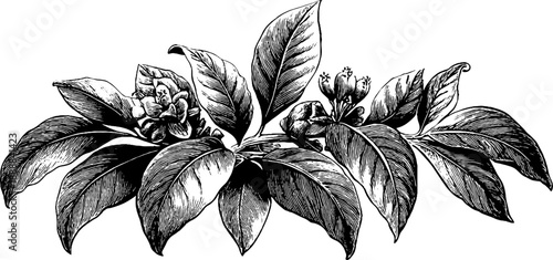 Vintage botanical decorative plate design with classical engraving elements