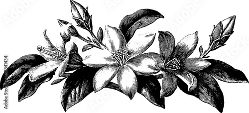 Vintage botanical decorative plate design with classical pattern