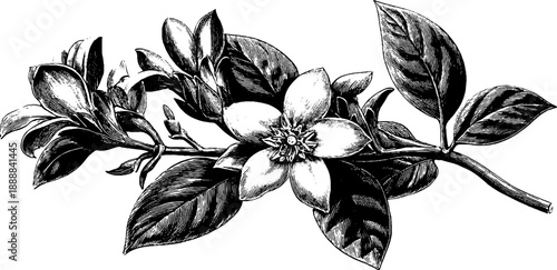 Classical botanical engraving design for decorative patterns and vintage prints