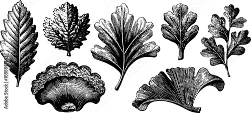 Vintage botanical plate design with classical decorative patterns for design projects