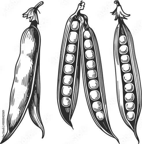 Pea Pods Botanical Illustration Black and White.