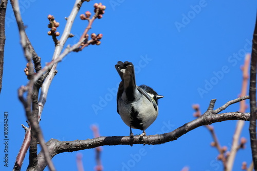 A japanese tit on a sunny winter day