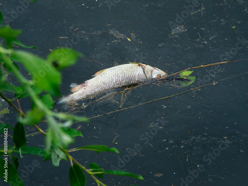Dead fish in the pond