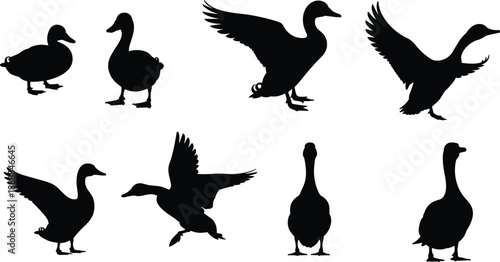 Silhouette set of ducks and geese in various poses, flying, standing and walking, animal wildlife illustration collection for nature, biology, farm and ornithology themed design concepts