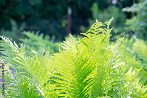 Fotografie Garden fern. Planting ferns. The ferns in the beds