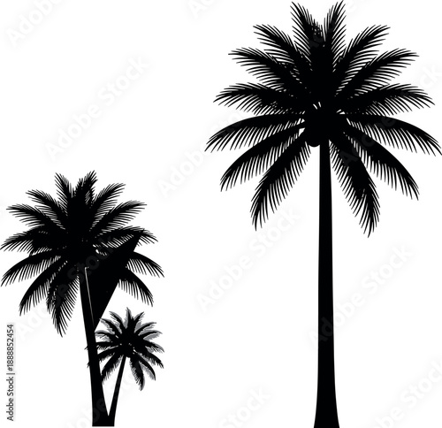 Black silhouette collection of tropical palm trees in different heights and sizes isolated on a clean white background