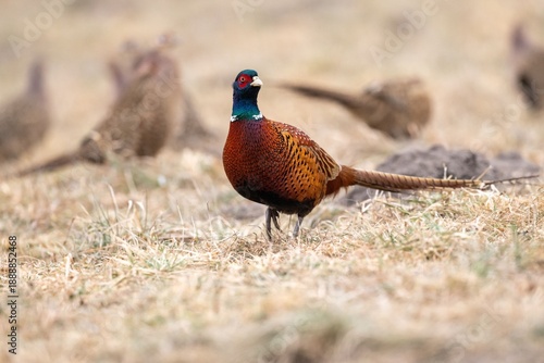 Male of the common pheasant (Phasianus colchicus), ring-necked pheasant (blue-headed pheasant) - orange bird with blue neck
