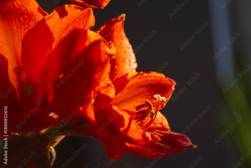 Fototapeta premium Vibrant, red amaryllis (Hippeastrum) flowers with striking stamens