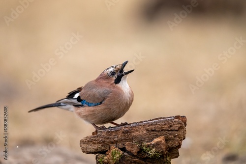 The Eurasian jay (Garrulus glandarius) - red bird with blue wings flying