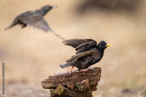 The common starling (Sturnus vulgaris) - black bird spotted with yellow beak on meadow