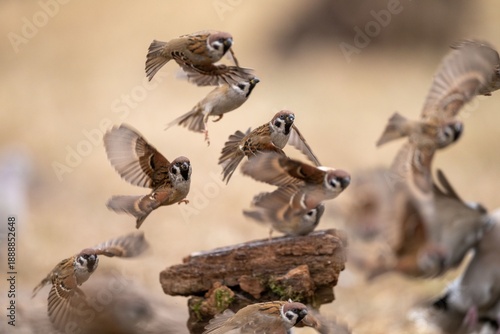 Flock of the Eurasian tree sparrow (Passer montanus) - sparrow-looking passerine small bird flying