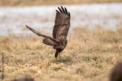 The common buzzard (Buteo buteo) - flying and spreading its wings, brown and white bird of prey hunting on a meadow