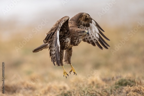 The common buzzard (Buteo buteo) - flying and spreading its wings, brown and white bird of prey hunting on a meadow