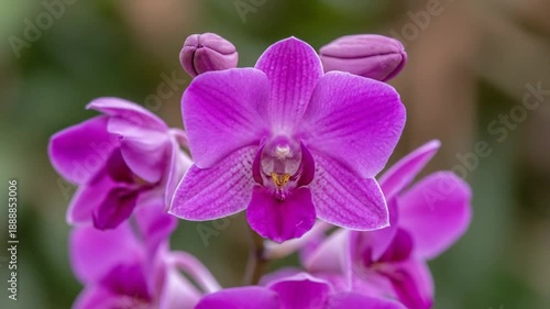 Purple orchid blooms