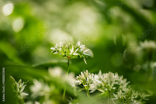 Quadro su tela Wild garlic flowers growing in the spring forest