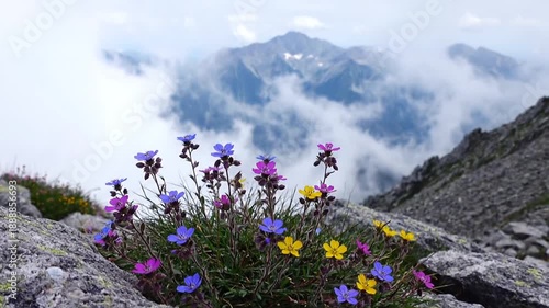Mountain flowers bloom