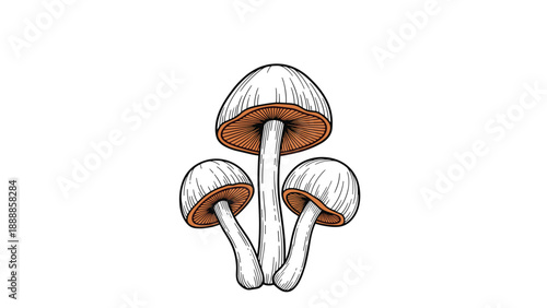 Detailed botanical illustration of three wild mushrooms with white caps and brown gills isolated against a solid white background.