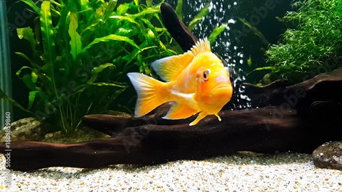 Yellow fish aquatic